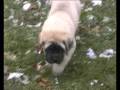 English Mastiff Puppies