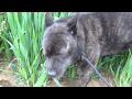 黒ヤギさん？ いえ、甲斐犬さんです！