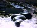The Biggest Anaconda Ever Seen