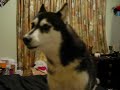 Click here to watch this video Shilo my singing husky