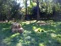 2'6 Hay bales!