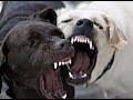 DOG\