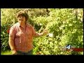 Great Gardens: Summer Flowers