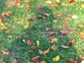 videos de Autumn Colors at Treetop.mov