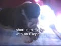 Reggie and the Bear