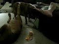 Roscoe and Blayne Playing