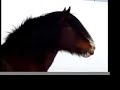 Starbuck Ranch Horses
