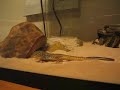Rare Video of a Tiger Whiptail