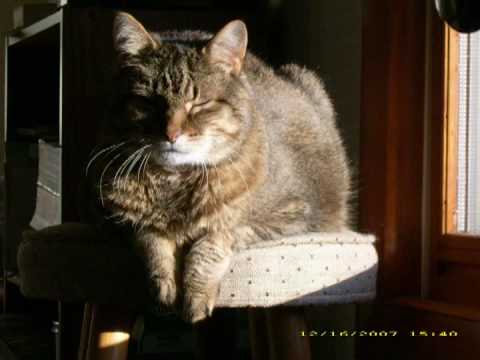 tiger cat ^