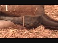Miniature Donkey HHAA Back Talk a.k.a. Guff