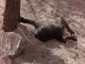 Drôle Animaux Alcoolique