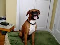 Bailey the talking boxer
