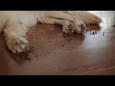 Symphony Pet All-in-One Vacuum and Steam Mop