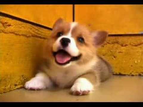Maltesepuppies Youtube on Puppies   It S A Cute Puppy   Also The Breed Is A Welch Corgi  So Quit