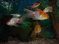 Aquário de 90x40x45.Tem uns três meses esse aquário.peixes que habita são: goldfish/kinguio, carpa, pangassius, calda véu, telescópio, lagostinha, caracol.plantas artificiais.limpeza quinzenal e a troca parcial água. 