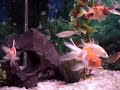 Aqu�rio de Stress