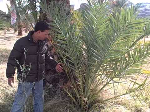 how to harvest date palm fruit