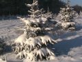 2010-12-18 - Düben - Weihnachtsbaumverkauf