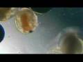 Sam Houston High School - Brine Shrimp