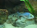 My Tanganjica tank