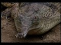 National Geographic Wild Chronicles : Gharials National Geographic Wild Chronicles : Gharials