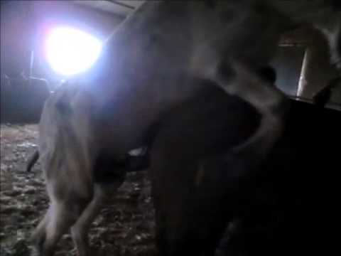 Burro cubriendo yegua en Cordoba..mp4
