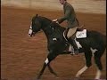 IMpresive PROposal - APHA Champion Stallion IMpresive PROposal - APHA Champion Stallion