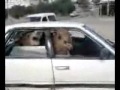 Two Angry Camels in a Car