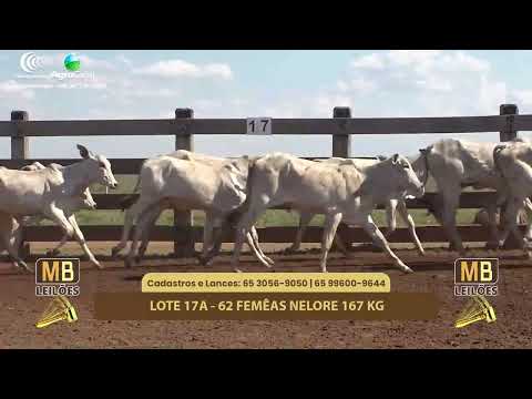 511� LEIL�O VIRTUAL MB LEIL�ES