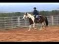 Carolina Sport Horses *** Skips Skye Blue