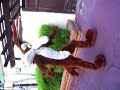 Wile E COYOTE