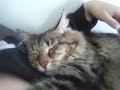 Kitty Massage Kitty Massage