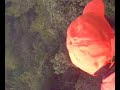 Chasse au gros gibier