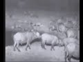 Buffels, Buffels, Buffels, Buffels 02 Buffels, Buffels, Buffels, Buffels 02