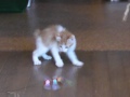 Click here to watch this video おもちゃで遊ぶ1.MOV