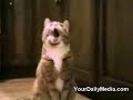 gatto che parla