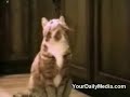 gatto che parla gatto che parla