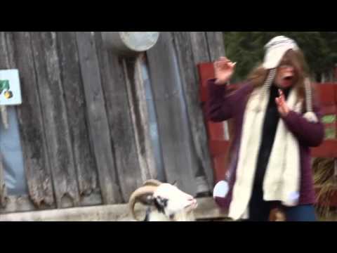 Goat Sneeze Scares Hipster