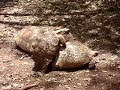 Turtle Porn