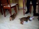 Dachsund puppies playing with their mother.