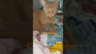 Cat loaf #shorts #viral #cat #short #like #subscribe #cats #youtubeshorts #trending #love #funny by Puffin Pete