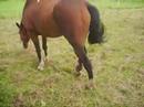 Verwaarlozing paard Lokeren