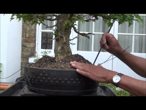how to replant bonsai