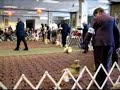 Shih Tzu National Specialty Show Shih Tzu National Specialty Show