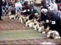 Shih Tzu National Specialty Show
