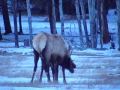 videos de Elk Sparring - Rocky Mtn National Park - Colorado