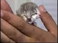 Kitten born with two faces