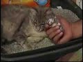 Kitten born with two faces