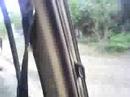 Safari - Selous Safari - Selous