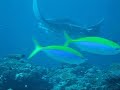 Mantas In Maldives 1